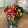 Kalanchoe Bush, Red, 9"
