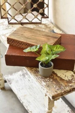 Potted Elephant Ear, 7”