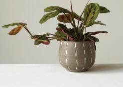 Terra-cotta Planter, Glazed With Debossed Lines