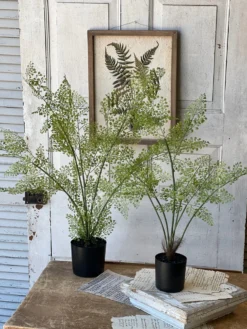 Potted Maiden Tress Fern, 33” -Home Decor Shop image aa46527c 84a9 4163 a233 9d086284032d scaled